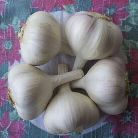 Ivan, Garlic Bulbs